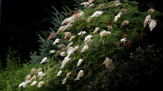 在中国青柳山悬崖上 美丽的野花山脉植物草本白色棕色绿色风景花朵图片