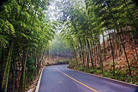 中国四川四川竹波海竹布森林景观中国四川旅游绿色竹子生态图片