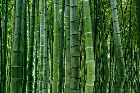 中国四川四川竹波海竹布森林景观中国四川生态竹子旅游绿色图片