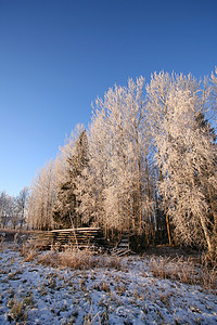 冬季森林水晶晴天场地阴影小路阳光季节荒野场景天空图片