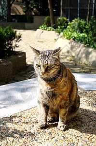 阳光下的猫女性头发猫咪太阳场地毛皮姿势木头虎斑鼻子图片