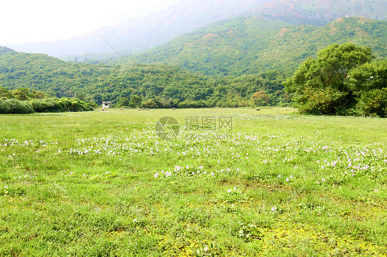 有奶牛的草原农民爬坡农田干草动物环境村庄牧场阳光奶制品图片