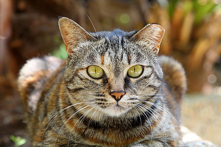 一只眼神敏锐的猫猫科毛皮哺乳动物宠物小猫眼睛鼻子虎斑猫咪嘴唇图片