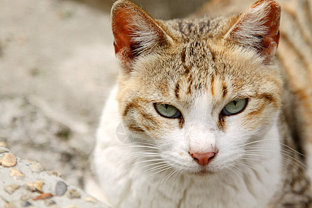 一只眼神敏锐的猫男性宠物眼睛动物鼻子虎斑哺乳动物头发食物牛奶图片