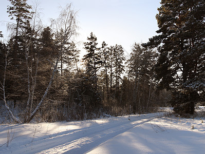 冬木场景天空阴影阳光松树蓝色森林图片