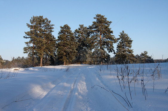 冬木天空阴影蓝色阳光松树森林场景图片