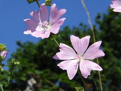 野马野望粉色野花花朵宏观花瓣荒野高清图片