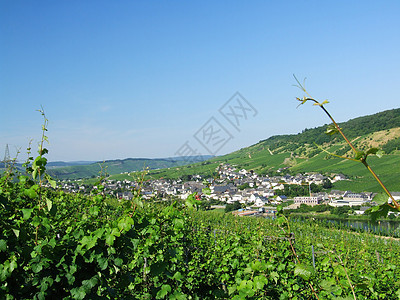 蒙特里希德莫塞尔葡萄城市绿色种植庄园藤蔓图片