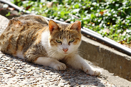 阳光下的猫毛皮晴天小猫猫科动物虎斑场地花园女性木头橙子图片