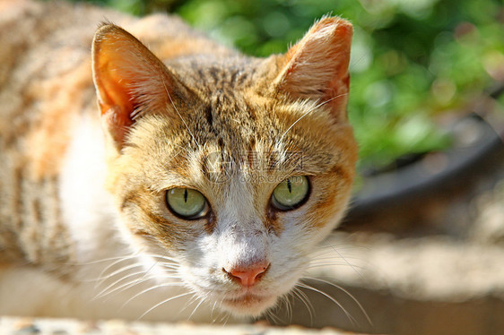 阳光下的猫猫咪头发花园木头姿势场地公园女性植物鼻子图片