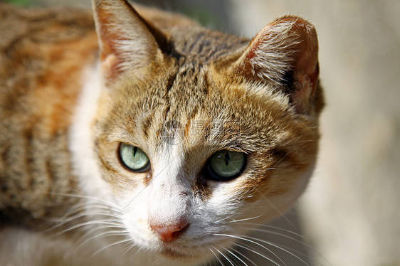 阳光下的猫头发橙子植物姿势场地鼻子眼睛太阳虎斑女性图片