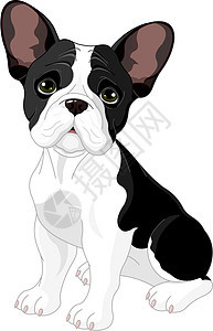 法国斗牛犬动物生物卡通片插图家畜黑与白犬类耳朵宠物哺乳动物图片