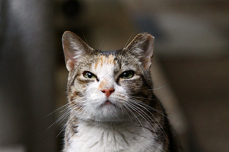 猫看食物猫咪猫科宠物牛奶头发小猫男性毛皮动物图片