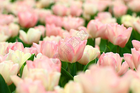 粉色郁金花背景美丽紫色团体花园叶子花朵季节礼物花瓣植物图片