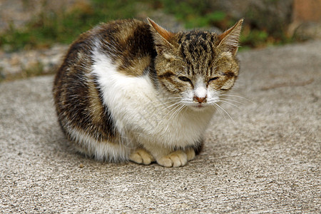 脚猫趴在地上小猫地面虎斑猫科耳朵动物舌头爪子头发晶须图片