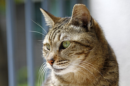 猫 近镜头宠物食物虎斑说谎相机毛皮宏观猫咪男性牛奶图片