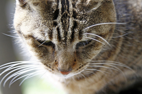 猫 近镜头相机猫咪宠物毛皮嘴唇男性说谎虎斑动物哺乳动物图片