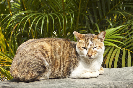 一只猫躺在岩石上地面说谎动物哺乳动物晶须猫咪耳朵虎斑猫科眼睛图片