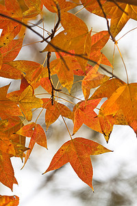 红叶背景背景分支机构金子树叶环境生长叶子植物植物学公园橙子图片