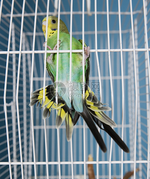 飞行宠物鸟羽毛绿色友谊鹦鹉栖息热带动物颜色脊椎动物家畜图片