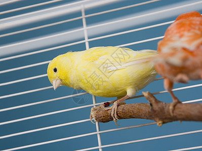宠鸟鸟友谊鹦鹉黄色颜色橙子脊椎动物热带栖息宠物监狱图片