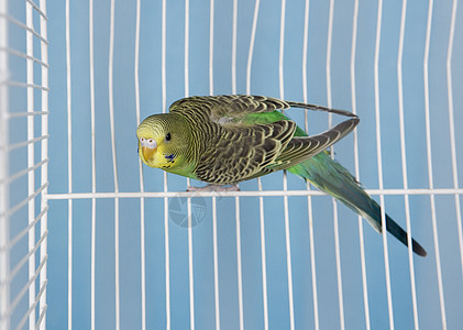 宠物鸟动物家畜栖息飞行热带脊椎动物绿色监狱黄色鹦鹉图片
