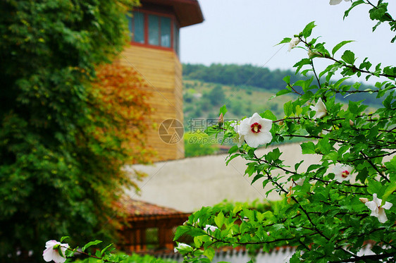 鲜花花木槿蓝色植物玫瑰荒野草本植物植物群季节宏观植物学图片