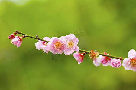 百花盛开植物农村叶子公园环境花园森林花瓣太阳李子图片