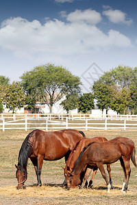 棕色马匹吃干草牧场农场畜栏绿色场地动物哺乳动物图片