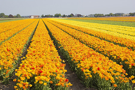 荷兰的彩色郁金牌字段生长季节晴天植物花瓣生活橙子郁金香场地农场图片