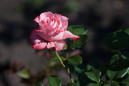 玫瑰花瓣植物玫瑰园花园植物群花朵念珠树叶粉色红色图片