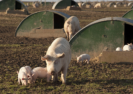 养猪猪蹄农场猪肉尾巴小屋农业图片