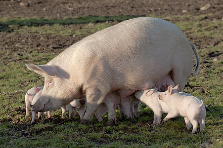 猪小猪喂养乳房尾巴猪肉农场小屋农业背景图片