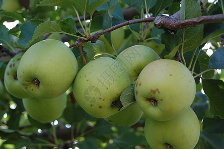 树上的苹果农场花园生产收成蓝色季节性天空果园园艺农业图片