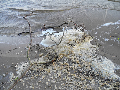 泡沫水树枝海岸银行白色海滩砂砾小枝枝条海浪波纹图片