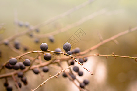 黑色角的秋幕背景 焦点非常浅 Blackthorn水果枝条浆果森林植物学蓝色季节树木宏观橙子图片