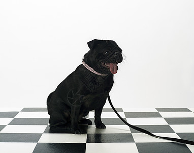 法国斗牛犬宠物家畜影棚牛犬白色正方形哺乳动物动物黑色摄影图片