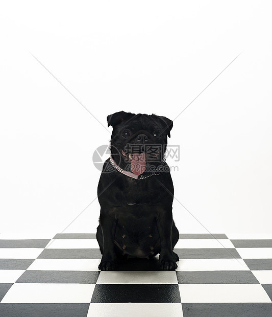 法国斗牛犬宠物摄影斗牛犬小狗地面白色黑色家畜纯种狗动物图片