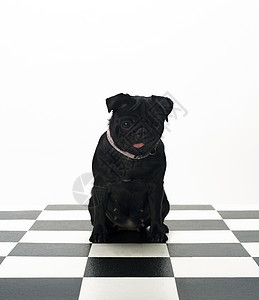 法国斗牛犬小狗动物牛犬纯种狗地面哺乳动物正方形斗牛犬黑色摄影图片