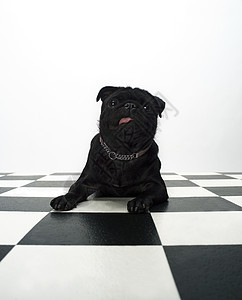 法国斗牛犬动物宠物摄影纯种狗食肉哺乳动物黑色家畜牛犬地面图片