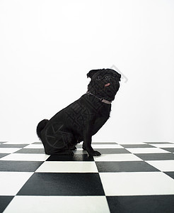 法国斗牛犬正方形摄影动物白色小狗影棚哺乳动物家畜纯种狗斗牛犬图片