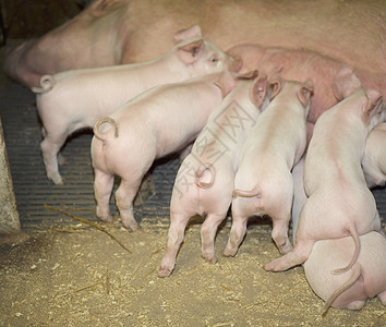 猪头尾巴牛奶雌性农场小猪燕尾服干草食物动物乳房图片