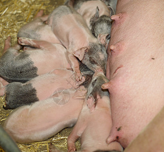 猪头农场小猪燕尾服干草尾巴妈妈牛奶雌性乳房动物图片