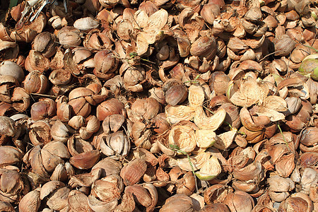 泰国废弃椰子壳的堆积物纤维回收植物椰子热带种子棕榈坚果水果垃圾图片