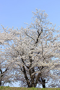 清奈的日本樱花开花季节粉色植物蓝色环境花瓣天空角馆图片