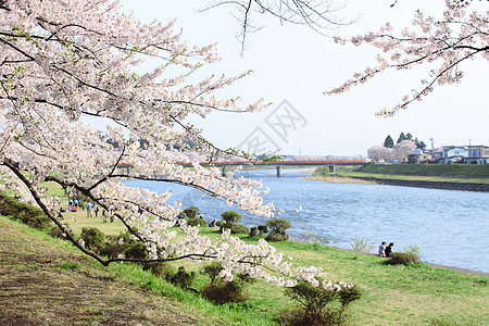 清奈的日本樱花开花蓝色花瓣角馆植物天空环境季节粉色图片
