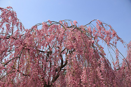 樱花和日日城堡粉色天空蓝色公园旅行美丽图片