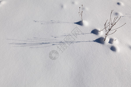 雪地毯阴影白色天气雪花植物冻结闪光晴天水晶阳光图片