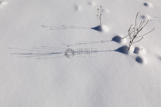 雪地毯阴影白色天气雪花植物冻结闪光晴天水晶阳光图片