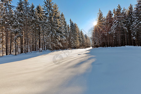 冬季森林天空晴天国家蓝色季节木头草地风景美丽白色图片